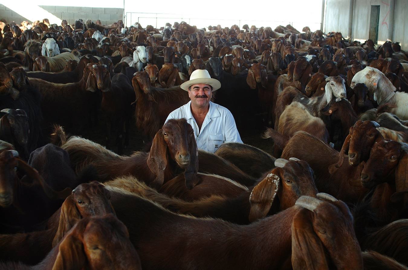 Shami Goats - Antoniades Farm